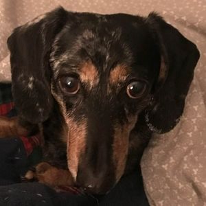 Meet your Posher, Debbie